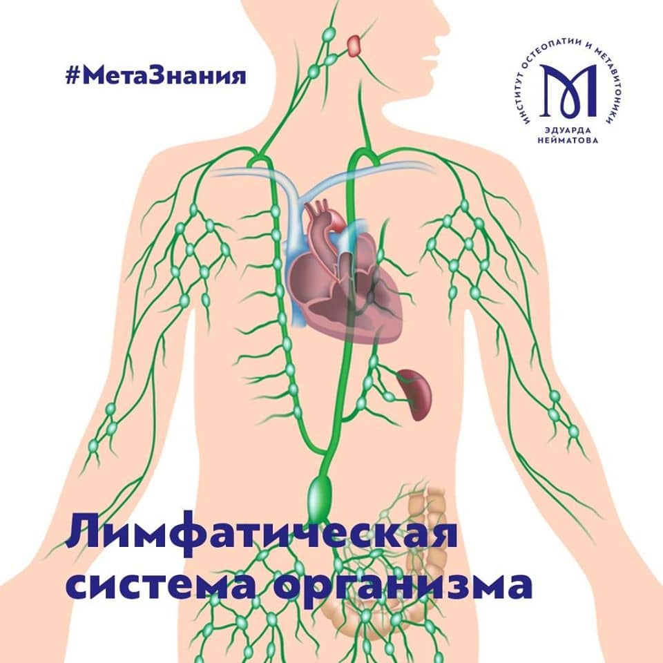 Лимфатическая система