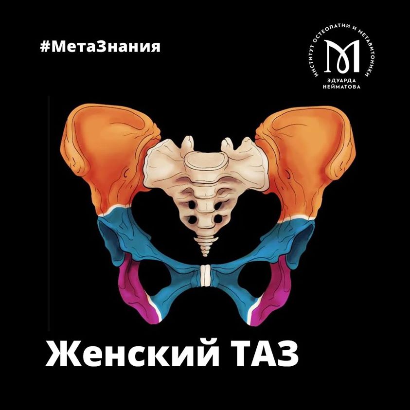 Женский таз