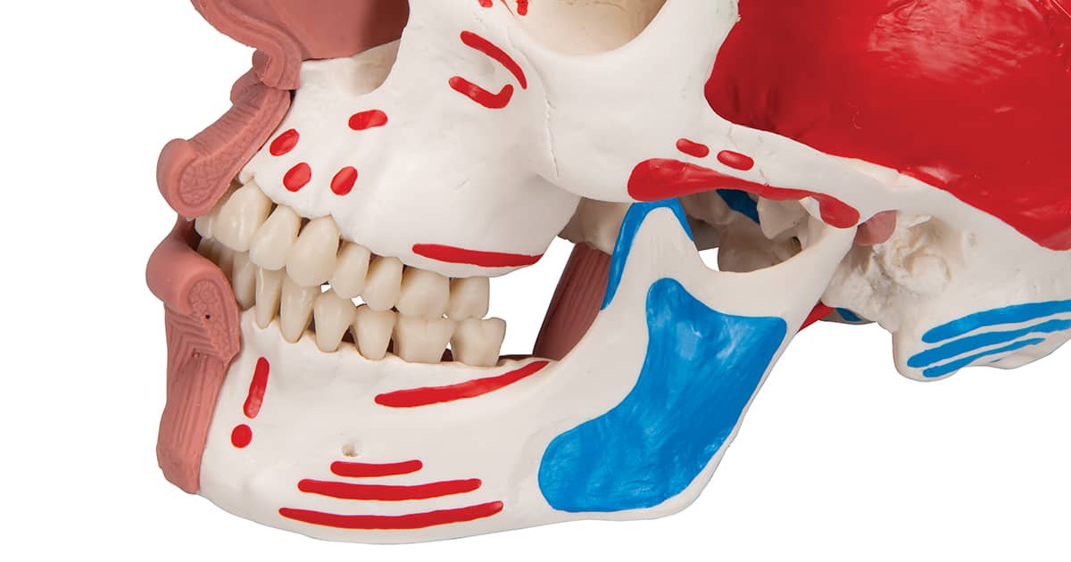 Нижняя челюсть: что нужно знать?