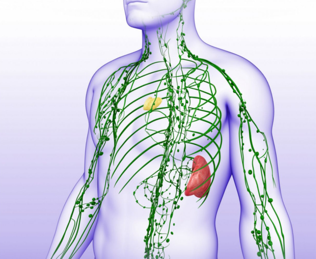 Их в организме человека. Лимфатическая система лимфоузлы. Лимфатическая система грудной клетки. Лимфатическая система на теле человека. Тимус лимфатическая система.